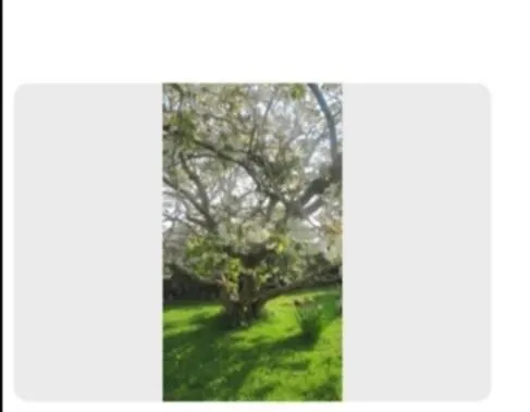 Meadow View Отель типа 